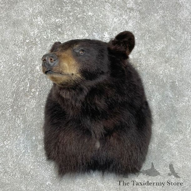 Black Bear Shoulder Mount For Sale #25475 @ The Taxidermy Store