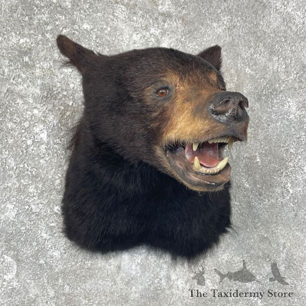 Black Bear Shoulder Mount For Sale #25615 @ The Taxidermy Store