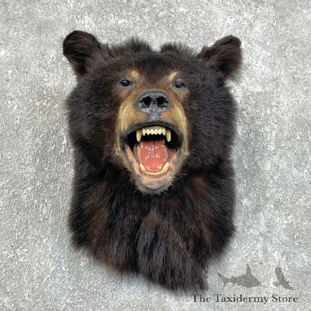 Black Bear Shoulder Mount For Sale #25744 @ The Taxidermy Store
