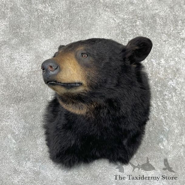 Black Bear Shoulder Mount For Sale #26179 @ The Taxidermy Store