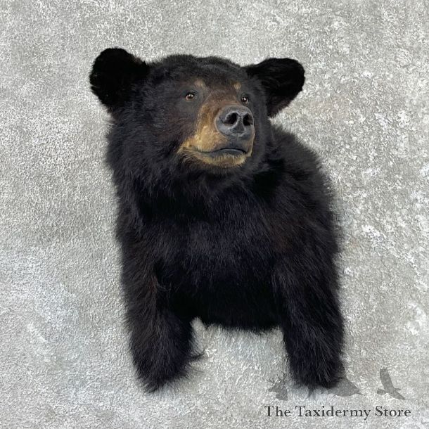 Black Bear Shoulder Mount For Sale #26183 @ The Taxidermy Store