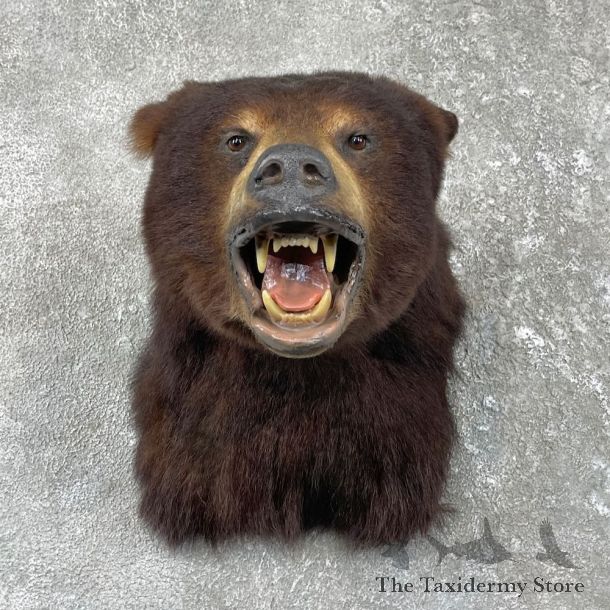 Black Bear Shoulder Mount For Sale #26184 @ The Taxidermy Store