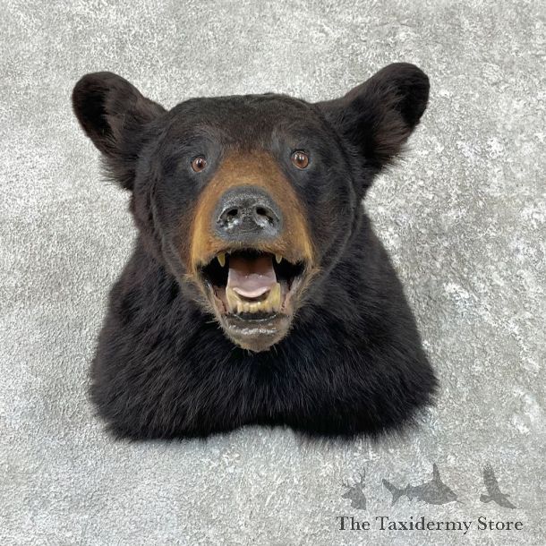 Black Bear Shoulder Mount For Sale #26185 @ The Taxidermy Store