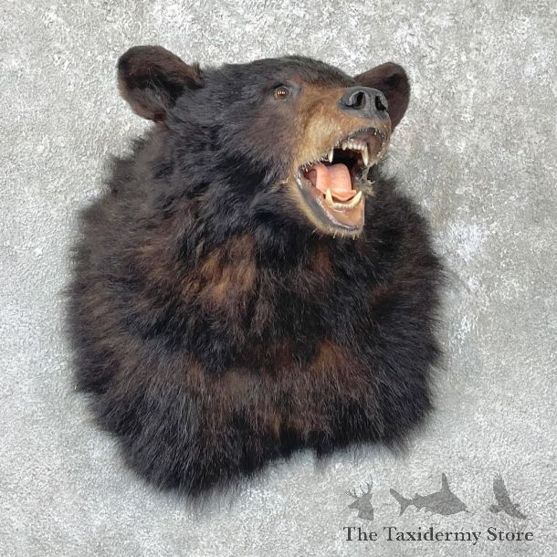 Black Bear Shoulder Mount For Sale #26713 @ The Taxidermy Store