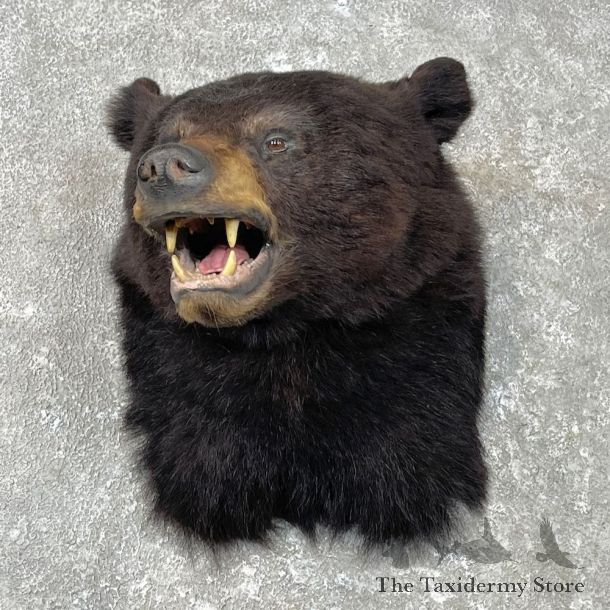 Black Bear Shoulder Mount For Sale #26809 @ The Taxidermy Store
