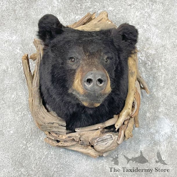 Black Bear Shoulder Mount For Sale #26838 @ The Taxidermy Store