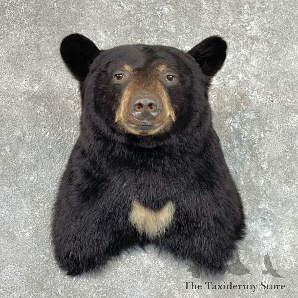 Black Bear Shoulder Mount For Sale #26922 @ The Taxidermy Store