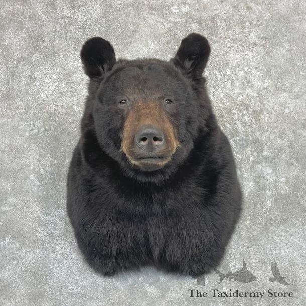 Black Bear Shoulder Mount For Sale #27415 @ The Taxidermy Store