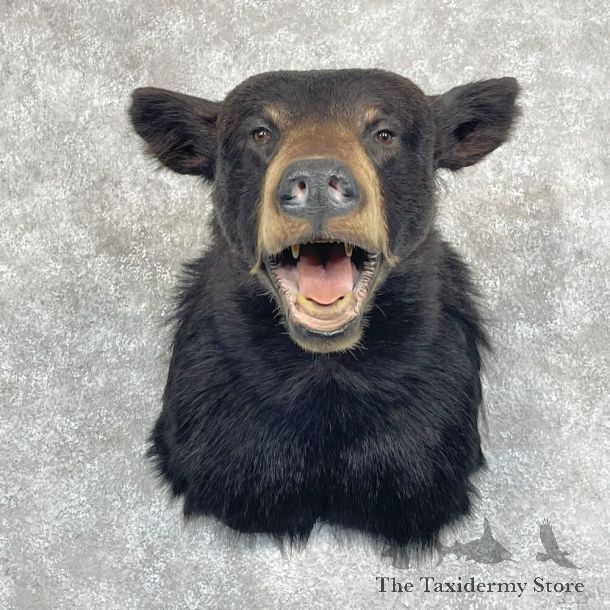 Black Bear Shoulder Mount For Sale #28081 @ The Taxidermy Store