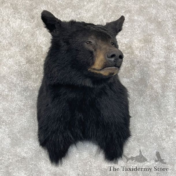 Black Bear Shoulder Mount For Sale #28082 @ The Taxidermy Store