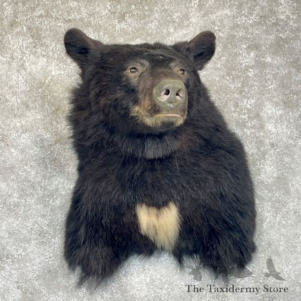 Black Bear Shoulder Mount For Sale #28533 @ The Taxidermy Store