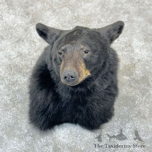 Black Bear Shoulder Mount For Sale #28970 @ The Taxidermy Store