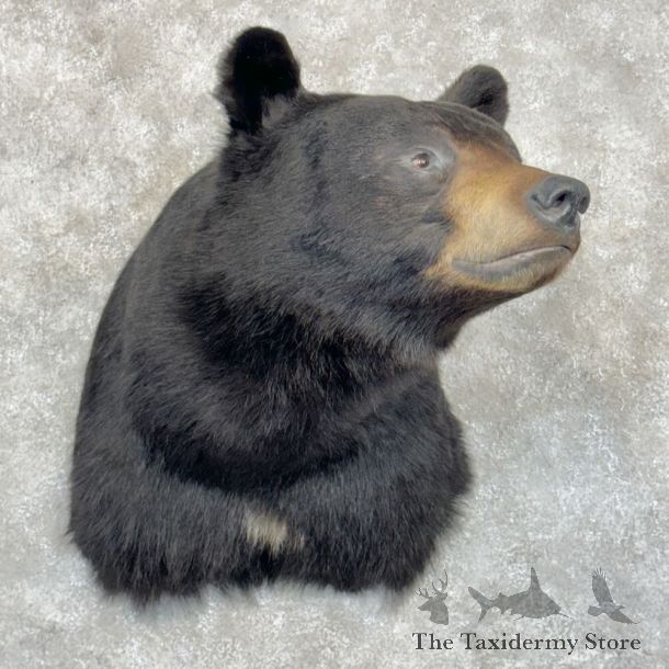 Black Bear Shoulder Mount For Sale #27422 @ The Taxidermy Store
