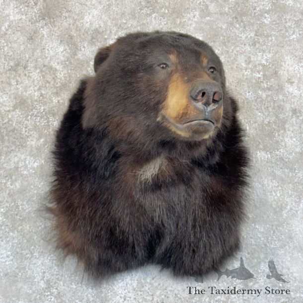 Black Bear Shoulder Mount For Sale #29211 @ The Taxidermy Store