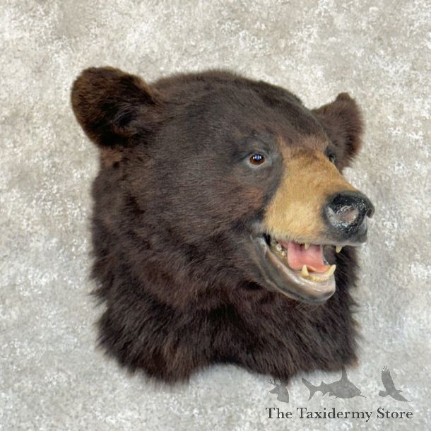 Black Bear Shoulder Taxidermy Mount For Sale #19287 @ The Taxidermy Store