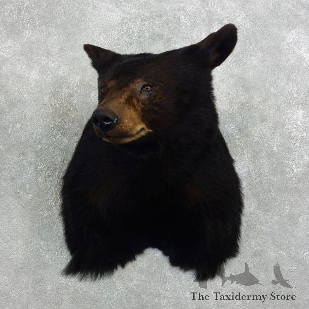 Black Bear Shoulder Taxidermy Head Mount For Sale #18857 @ The Taxidermy Store