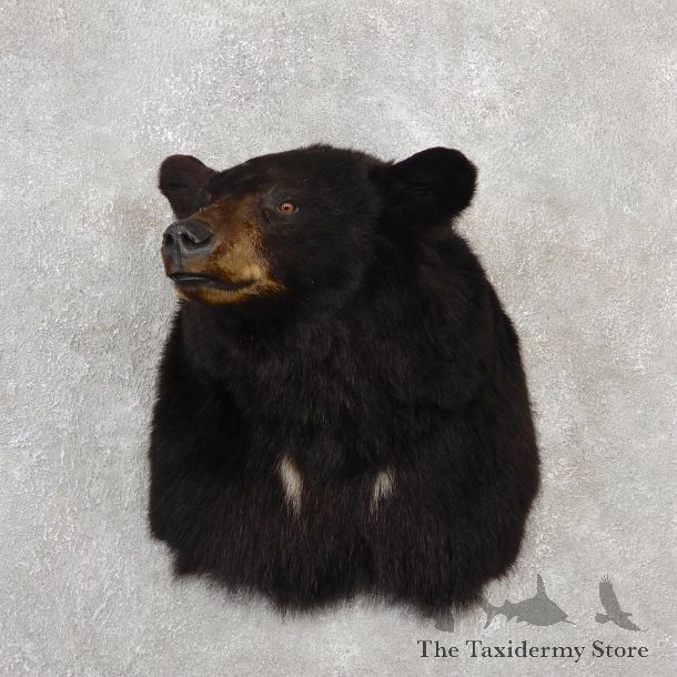 Black Bear Shoulder Taxidermy Mount For Sale #19091 @ The Taxidermy Store