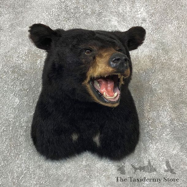 Black Bear Shoulder Taxidermy Mount For Sale #19286 @ The Taxidermy Store