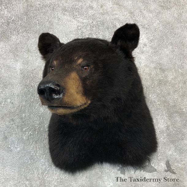 Black Bear Shoulder Taxidermy Mount For Sale #19287 @ The Taxidermy Store