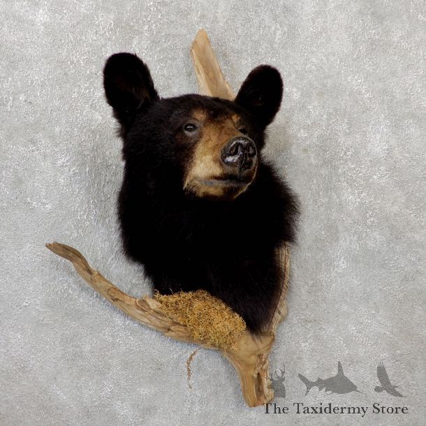 Black Bear Shoulder Taxidermy Mount For Sale #19290 @ The Taxidermy Store