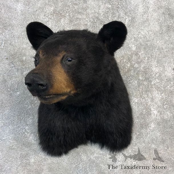 Black Bear Shoulder Taxidermy Mount For Sale #20366 @ The Taxidermy Store