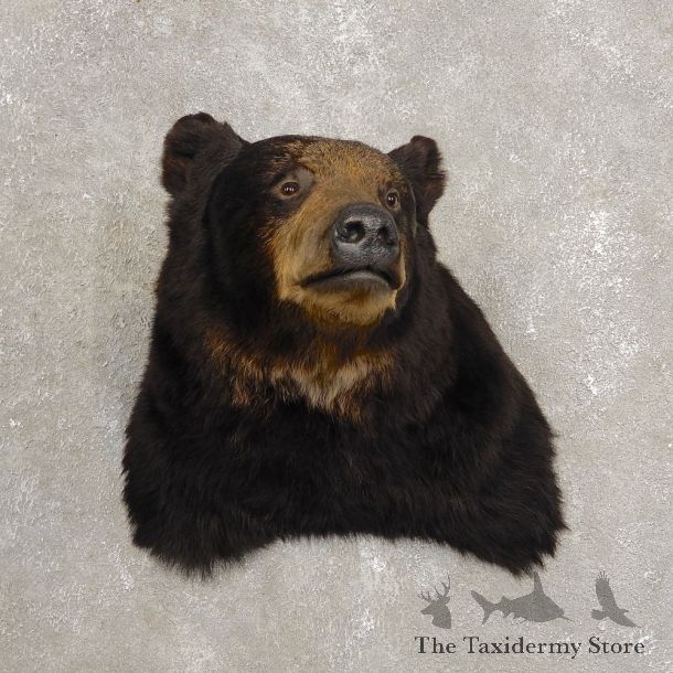 Black Bear Shoulder Taxidermy Mount For Sale #20438 @ The Taxidermy Store