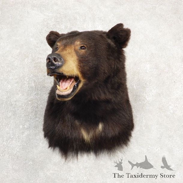 Black Bear Shoulder Taxidermy Mount For Sale #20519 @ The Taxidermy Store