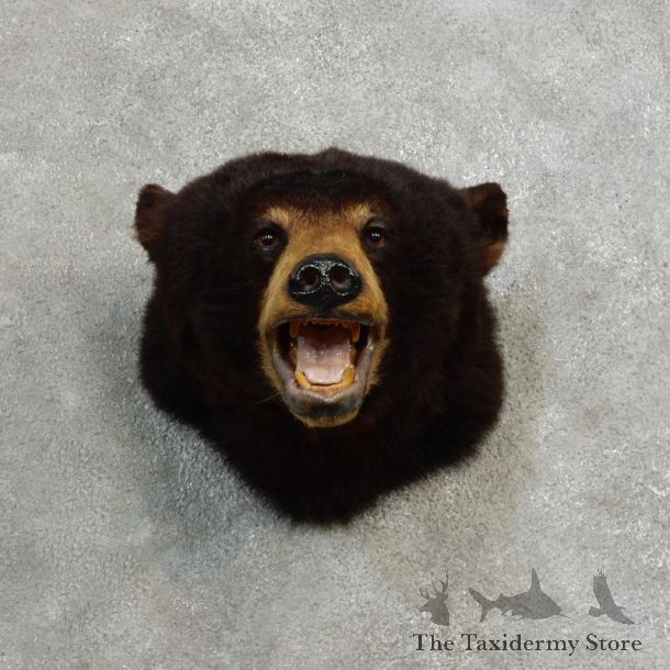 Black Bear Head Mount For Sale #17174 @ The Taxidermy Store