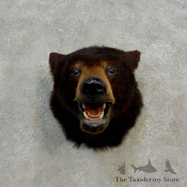 Black Bear Head Mount For Sale #17175 @ The Taxidermy Store
