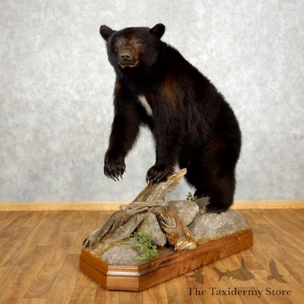 Black Bear Life-Size Mount For Sale #17504 @ The Taxidermy Store