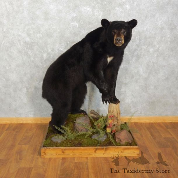 Black Bear Life-Size Mount For Sale #17538 @ The Taxidermy Store