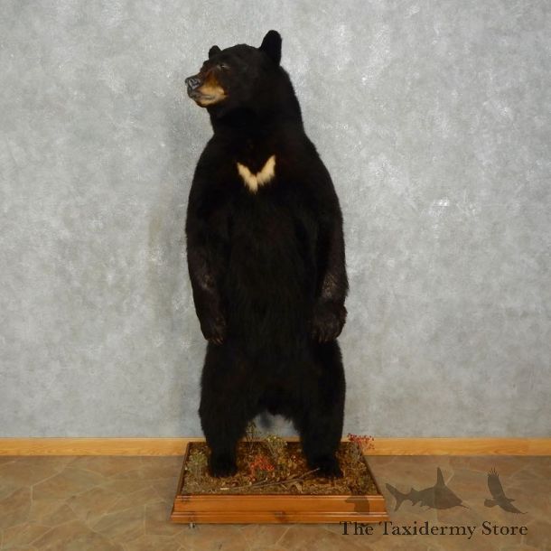 Black Bear Life-Size Mount For Sale #17594 @ The Taxidermy Store