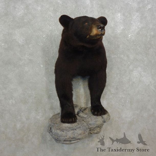 Black Bear Half-Life-Size Taxidermy Mount #17596 For Sale @ The Taxidermy Store