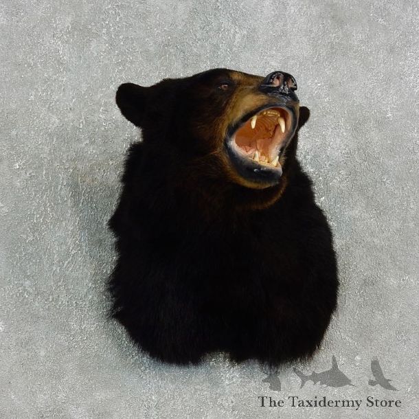 Black Bear Mount For Sale #17650 @ The Taxidermy Store