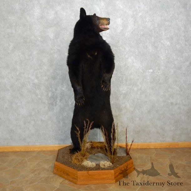 Black Bear Life-Size Mount For Sale #17709 @ The Taxidermy Store