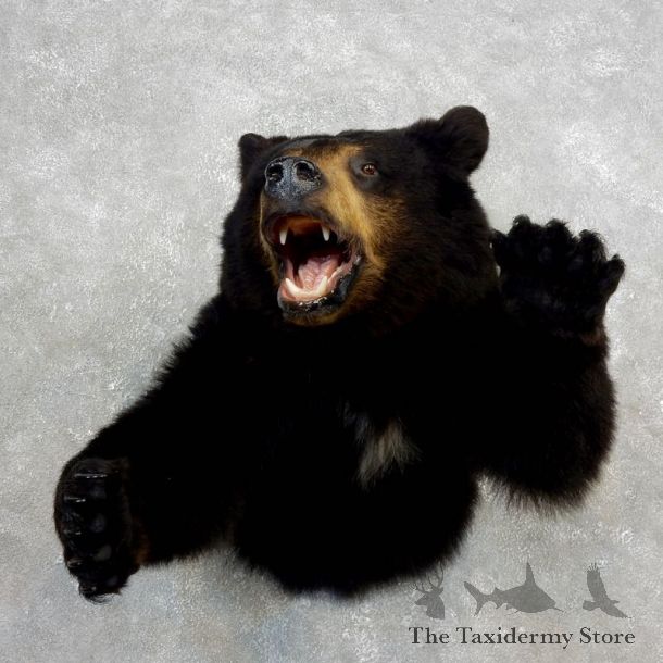 Black Bear 1/2-Life-Size Mount For Sale #17757 @ The Taxidermy Store