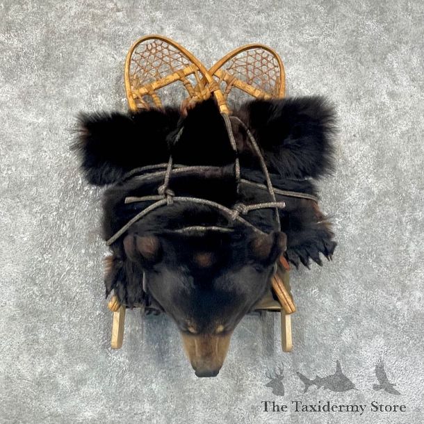 Black Bear Shoulder Taxidermy Mount For Sale #25684 @ The Taxidermy Store