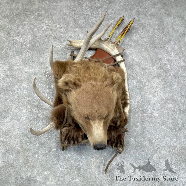 Black Bear Shoulder Taxidermy Mount For Sale #25703 @ The Taxidermy Store