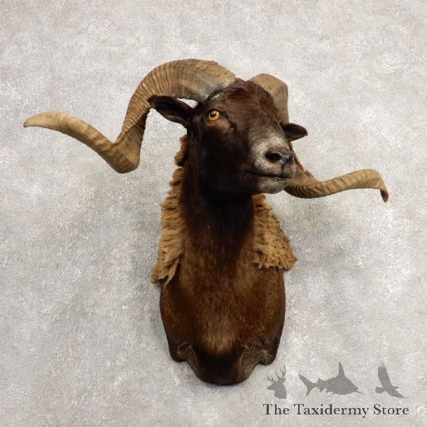 Black Corsican Ram Shoulder Mount For Sale #20485 @ The Taxidermy Store