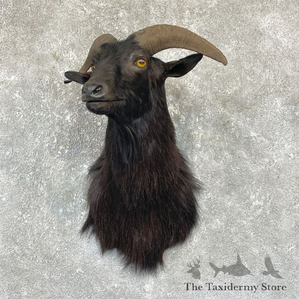 Black Corsican Ram Shoulder Mount For Sale #26330 @ The Taxidermy Store
