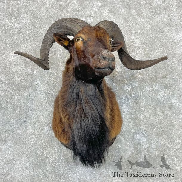 Black Corsican Ram Shoulder Mount For Sale #26939 @ The Taxidermy Store