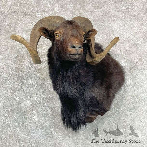 Black Corsican Ram Shoulder Mount For Sale #27044 @ The Taxidermy Store