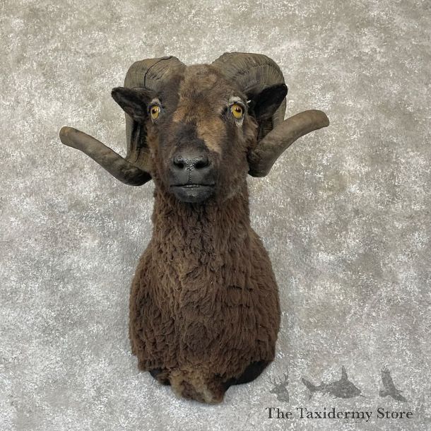 Black Corsican Ram Shoulder Mount For Sale #28175 @ The Taxidermy Store