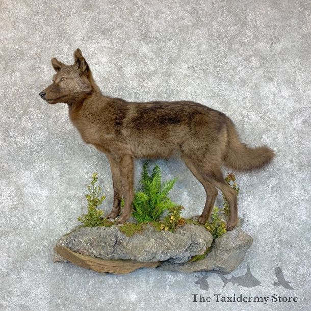 Black Coyote Life-Size Mount #23599 For Sale @ The Taxidermy Store