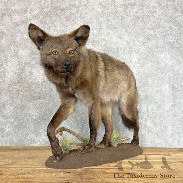 Black Coyote Life-Size Mount For Sale #22205 @ The Taxidermy Store