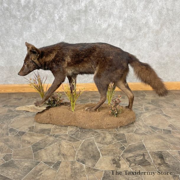 Black Coyote Life-Size Mount For Sale #26877 @ The Taxidermy Store