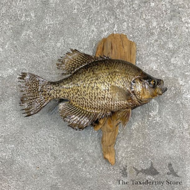 Black Crappie Fish Mount For Sale #27440 @ The Taxidermy Store
