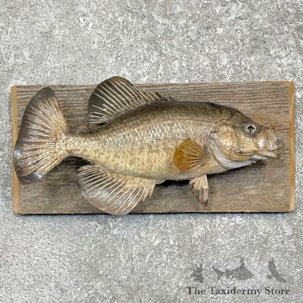 Black Crappie Fish Mount For Sale #27442 @ The Taxidermy Store