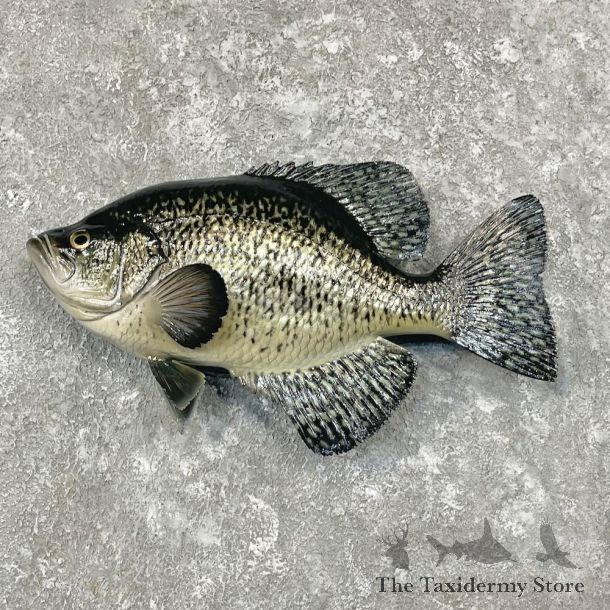 Black Crappie Fish Mount For Sale #27723 @ The Taxidermy Store