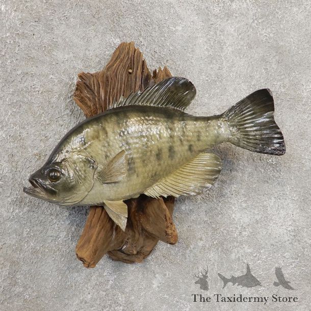 Black Crappie Taxidermy Fish Mount #20924 For Sale @ The Taxidermy Store